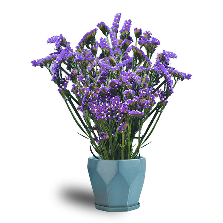QIS Pale Blue Statice Seed – bulkseedco