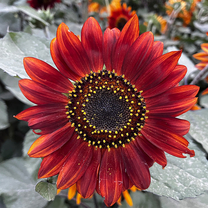 'Midnight Rouge' Sunflower Seeds – bulkseedco
