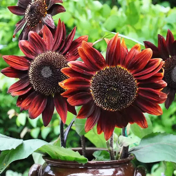 'Midnight Rouge' Sunflower Seeds – bulkseedco