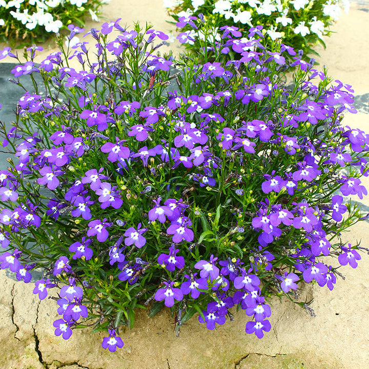 Fountain Mix Lobelia Seeds – bulkseedco