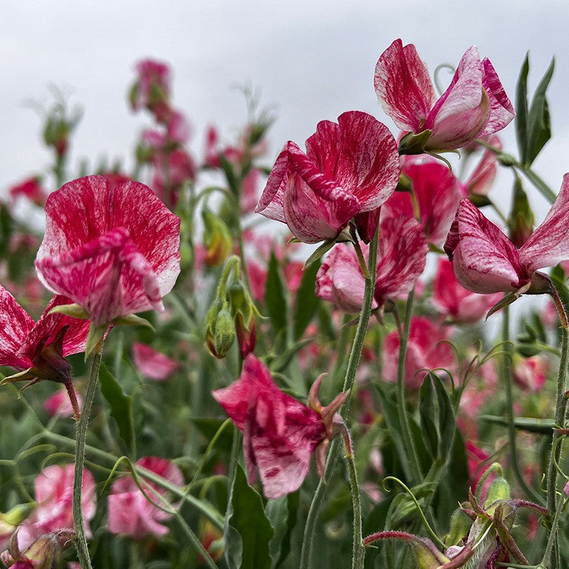Streamers Chocolate Sweet Pea Seed – bulkseedco