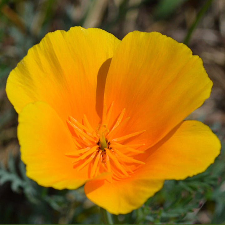 'Yukon Gold' Poppy Seeds – bulkseedco