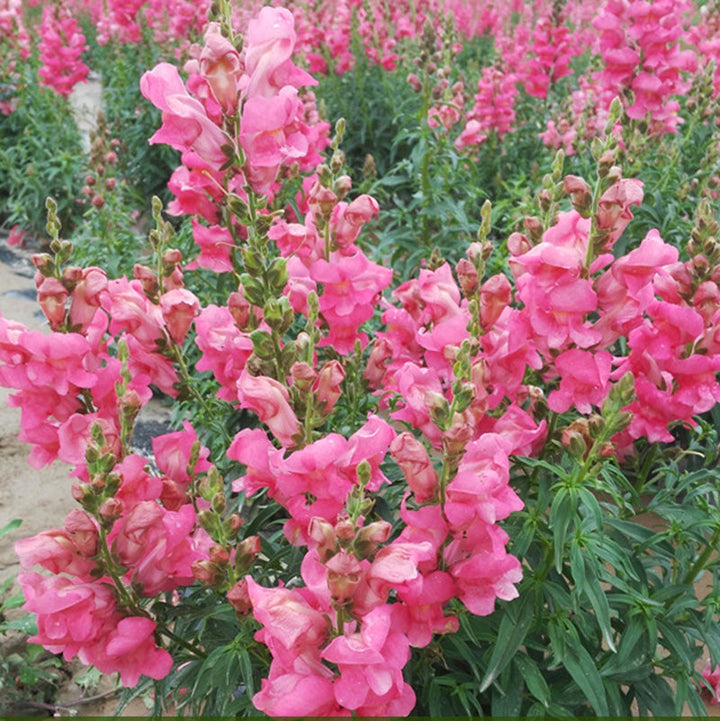 The Rose Snapdragon Seeds – bulkseedco