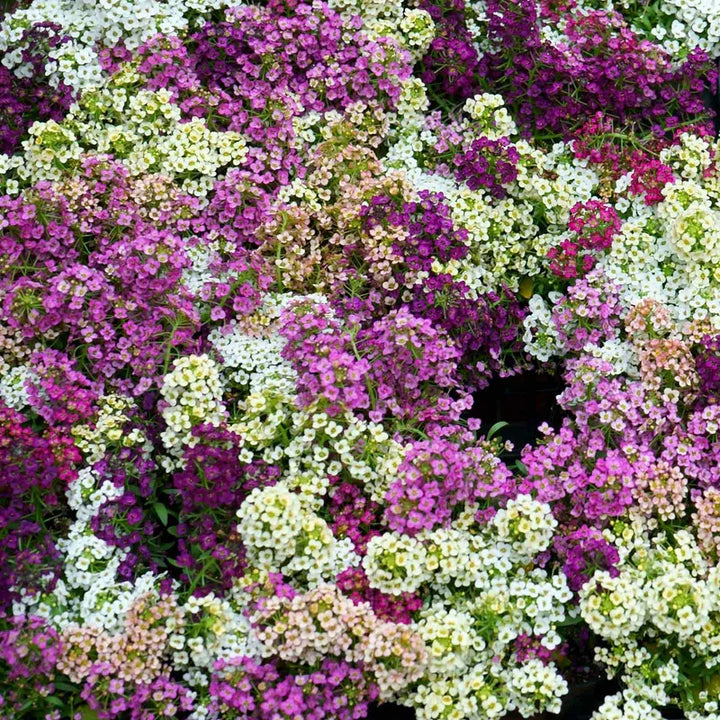 Wonderland Mix Sweet Alyssum Seeds – bulkseedco