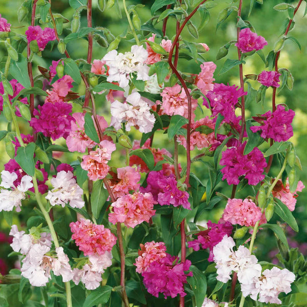 Clarkia – bulkseedco