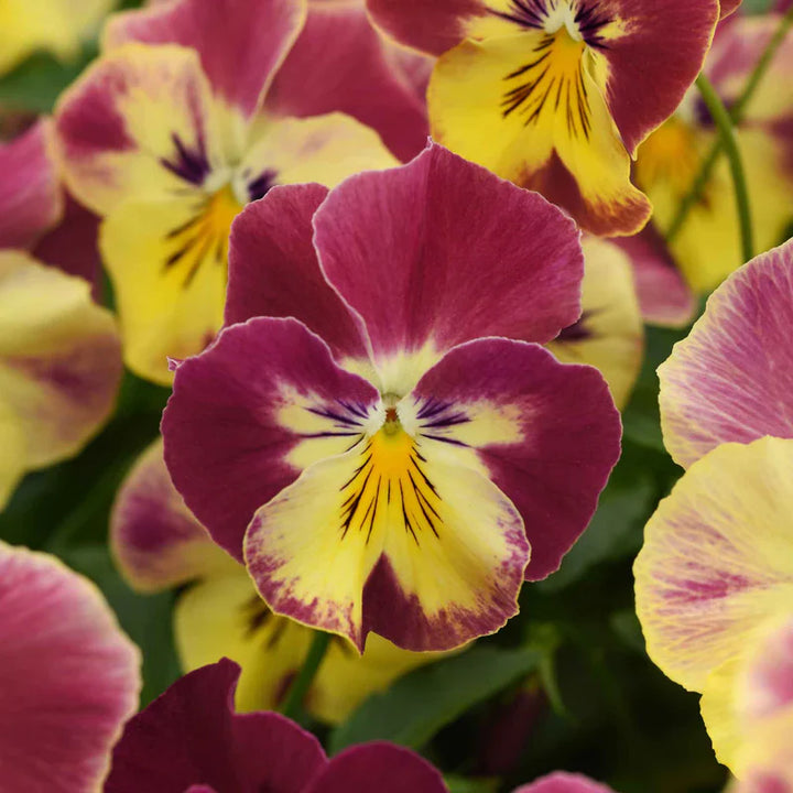 Cool Wave Strawberry Swirl Pansy Seeds – bulkseedco